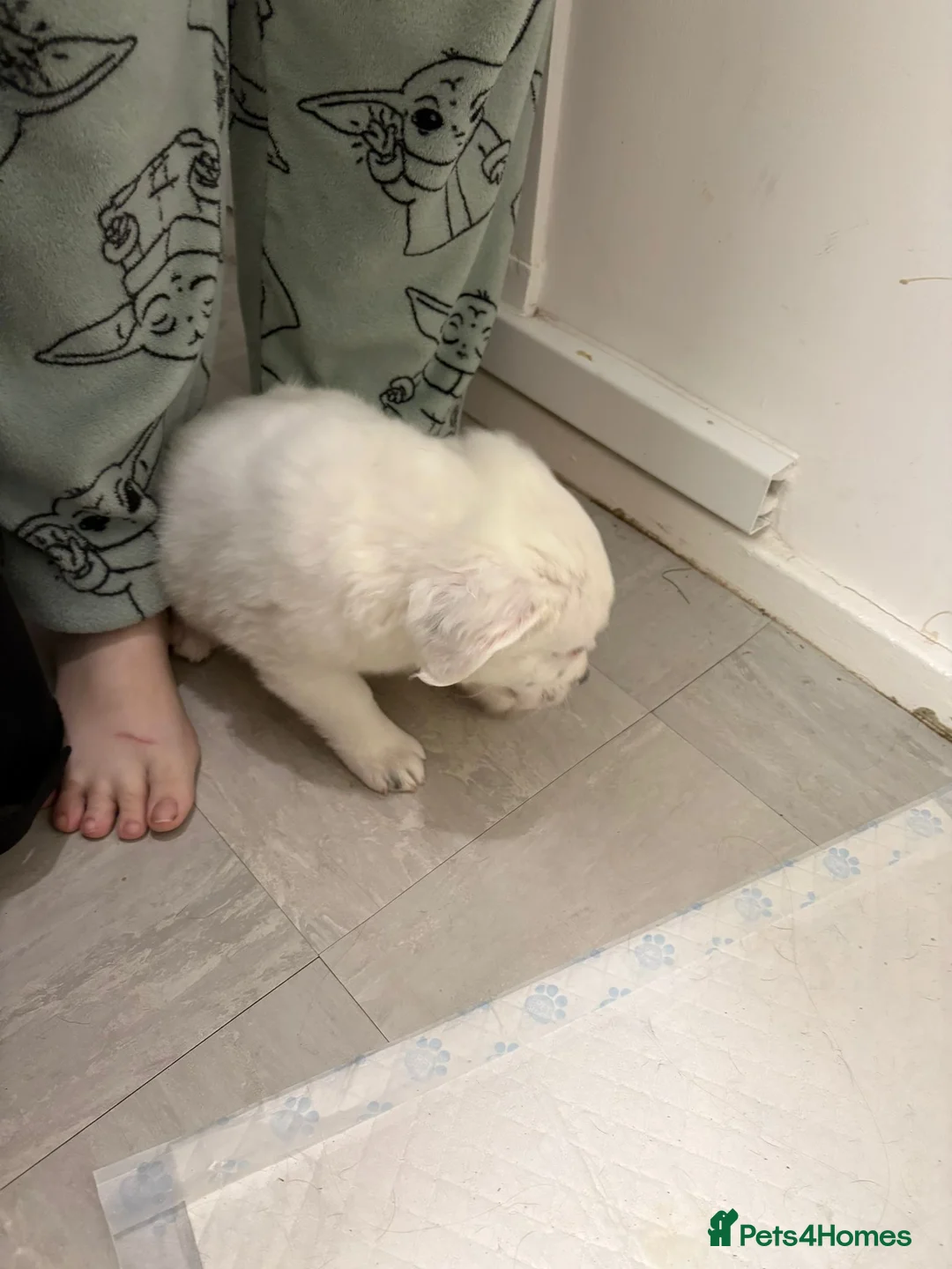 Staffordshire Bull Terrier dogs for sale: Little snowy princess  - Advert 10