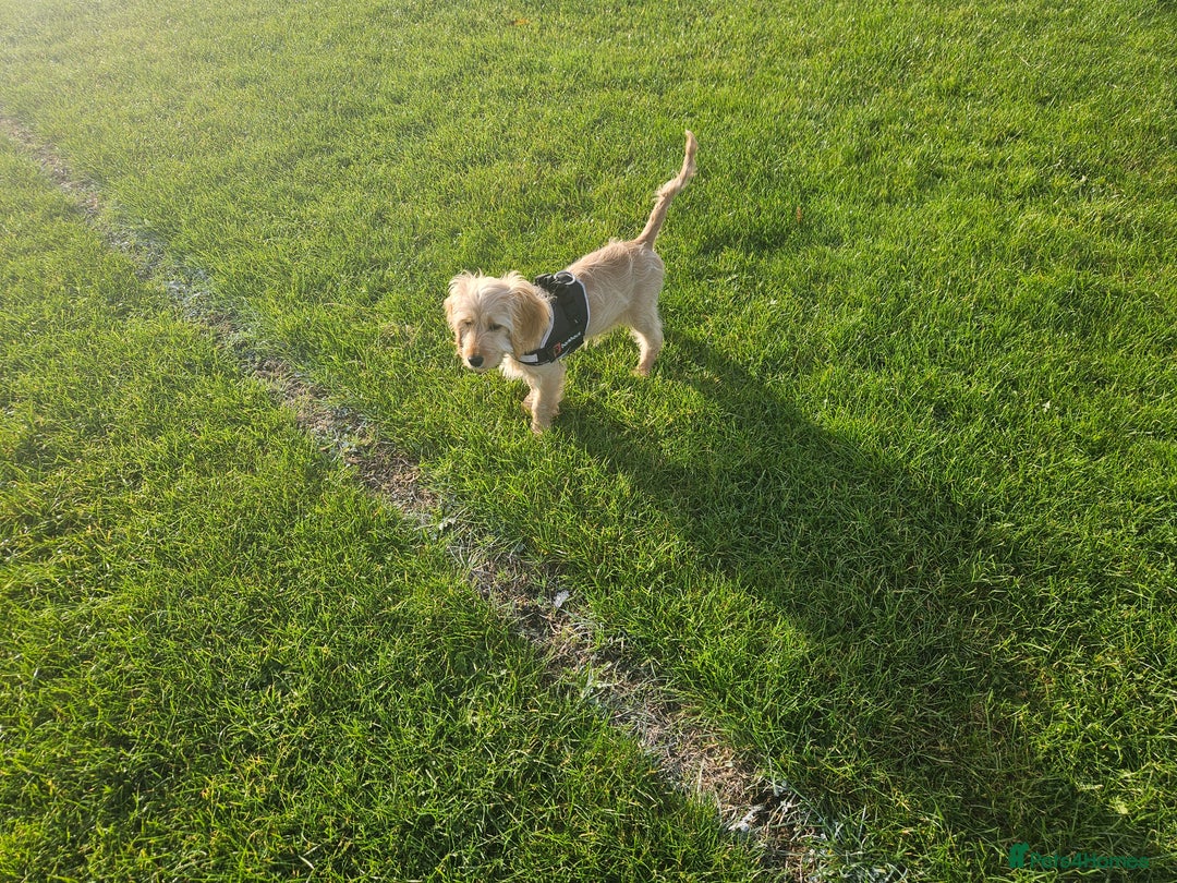 Cockapoo dogs for sale: Cockerpoo  - Image 22