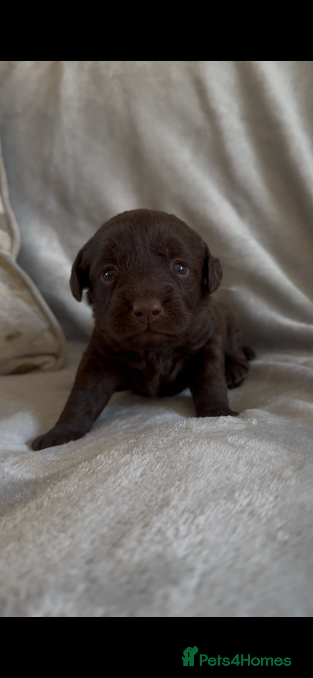 Labradoodle dogs for sale: The best selection of chocolates 😍 - Image 8