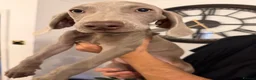 Weimaraner dogs for sale: 🌟READY 2 LEAVE🌟KC Reg Weimaraners 🩷💙 - Advert 7
