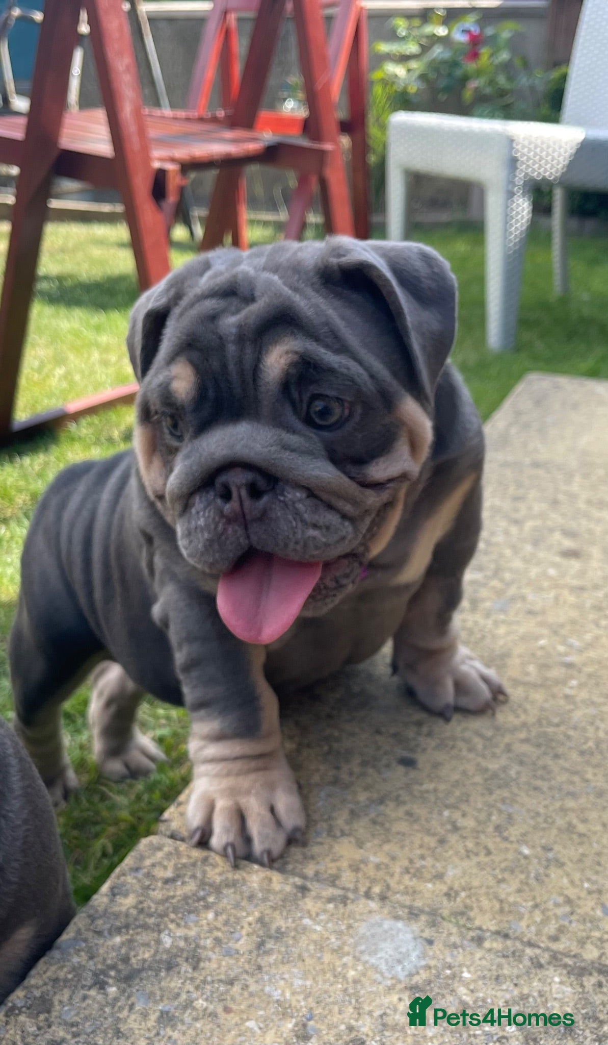 English Bulldog dogs English bulldogs blue tan fully suited boy & girl - Advert 1