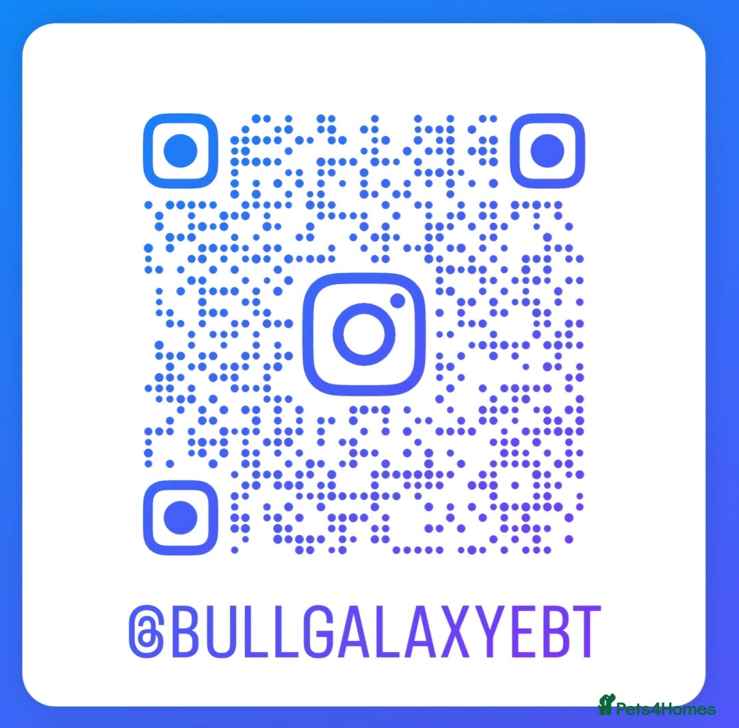 English Bull Terrier dogs for stud: Proven Quality Stud KC (Crufts qualifier) Dorset in Poole - Advert 13