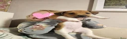 Jack Russell dogs for sale: Jack Russell puppies  in Sheerness - Advert 3