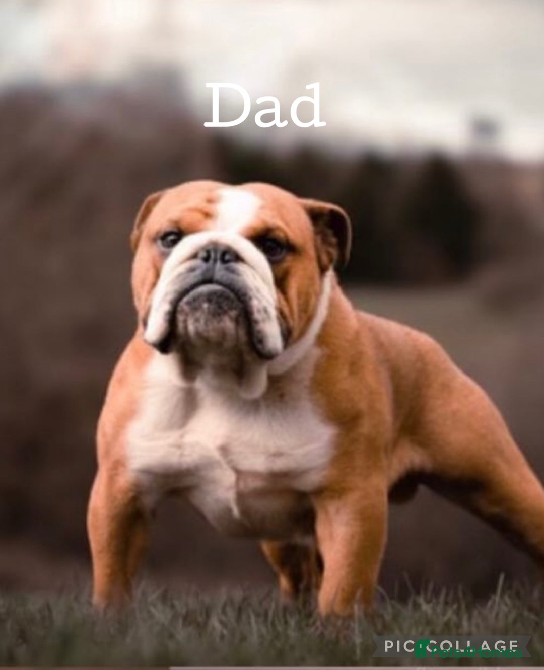 English Bulldog dogs for sale: English Bulldog puppies - Image 7