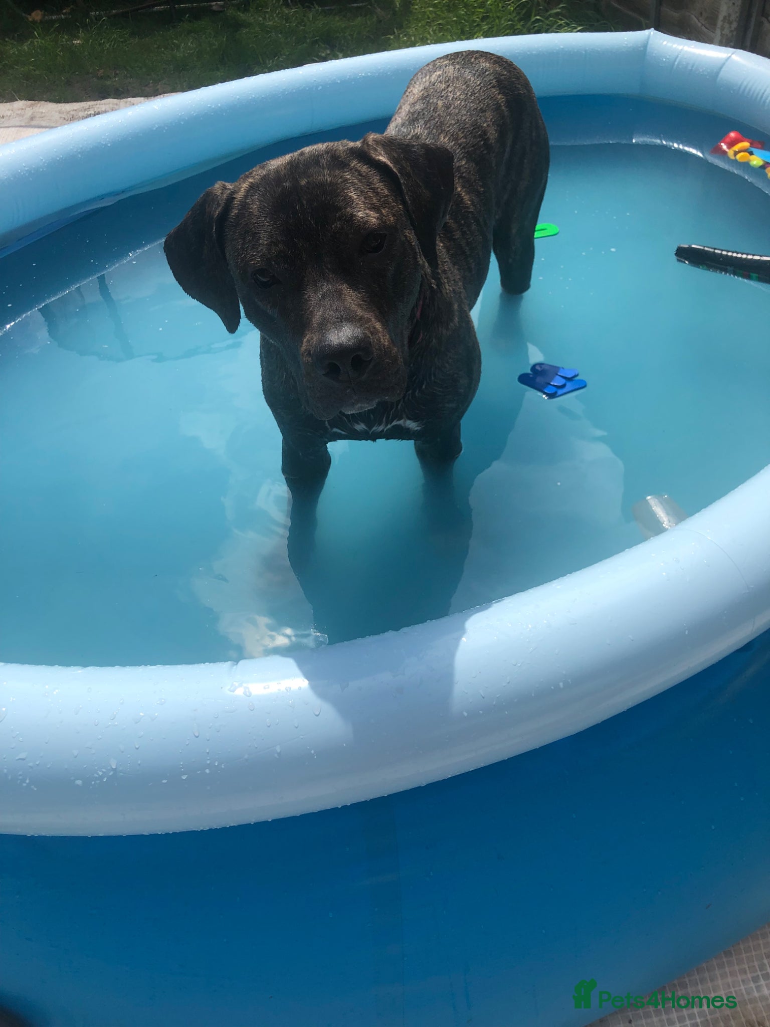 Presa Canario dogs for sale: Cleo looking for new home - Advert 7