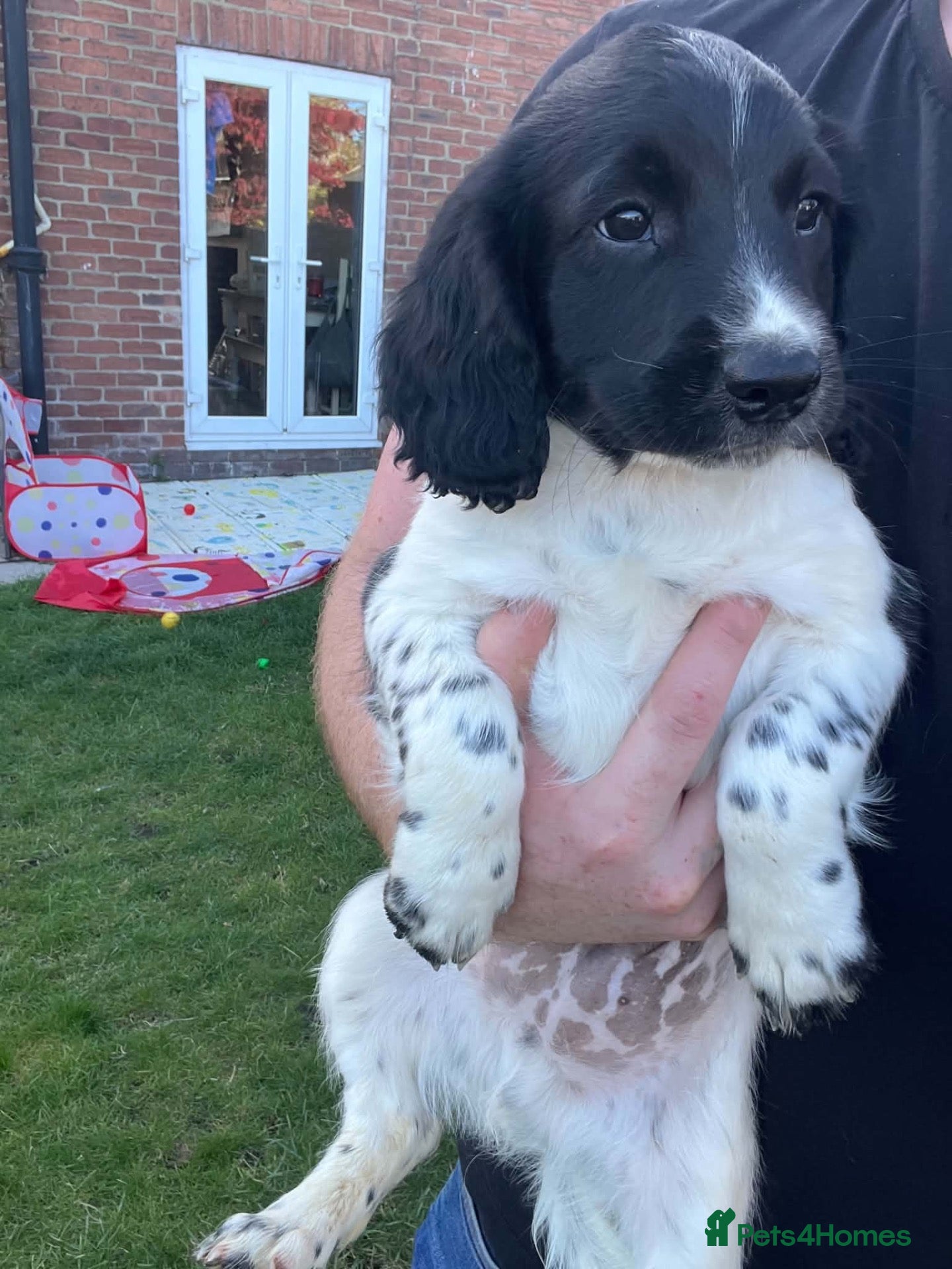 English Springer Spaniel dogs English springer spaniel puppies  - Advert 3