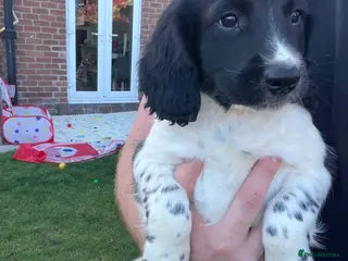 English Springer Spaniel dogs English springer spaniel puppies - Advert 4