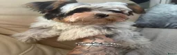 Biewer Terrier dogs for sale: Stunning girl - Advert 3