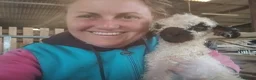 Sheep livestock for sale: In need of a loving home! - Advert 6