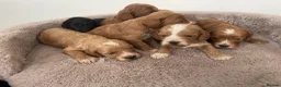 Cockapoo dogs for sale: F1 Cockapoo’s  - Advert 4