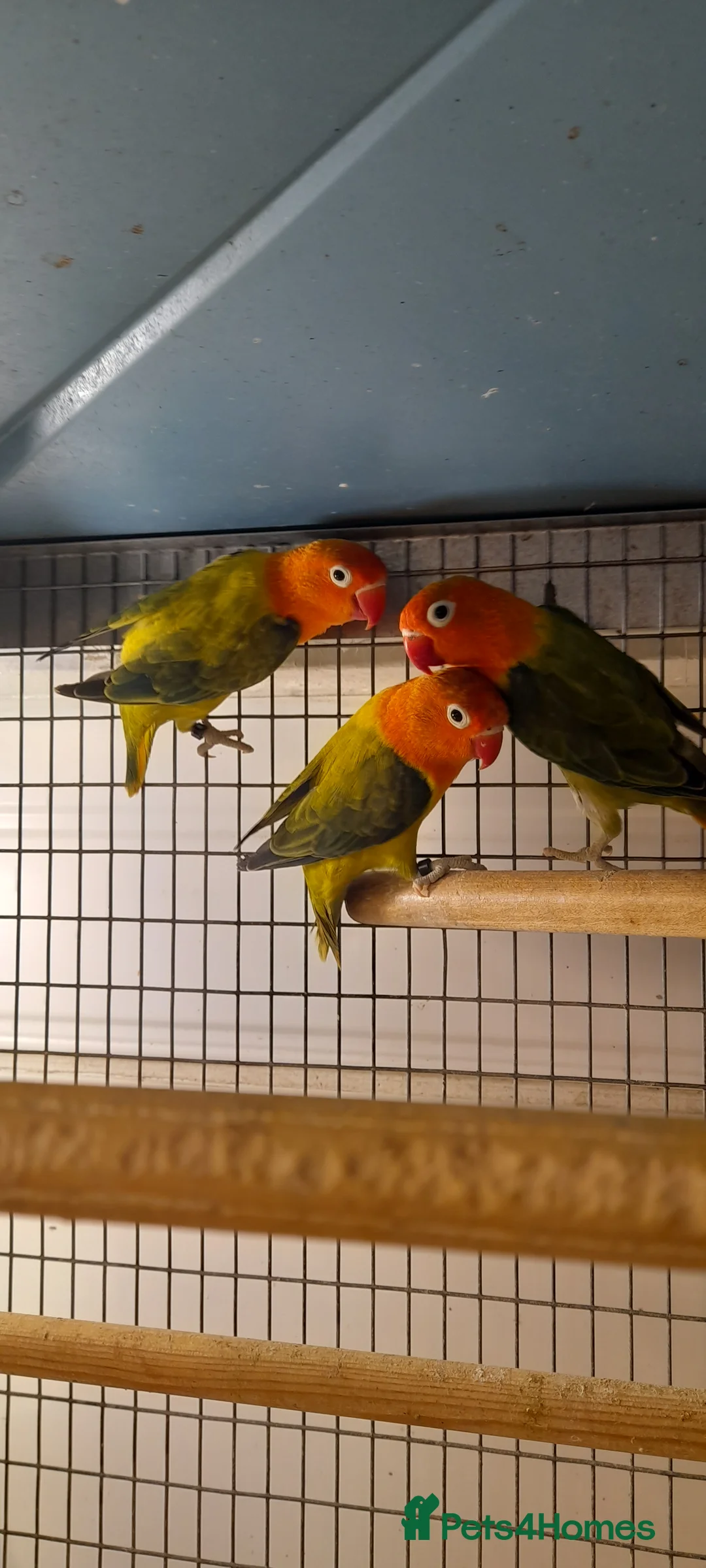 Lovebirds birds for sale:  Love birds  - Advert 4