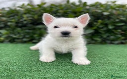 West Highland Terrier dogs for sale: Stunning West Highland puppies - Image 4