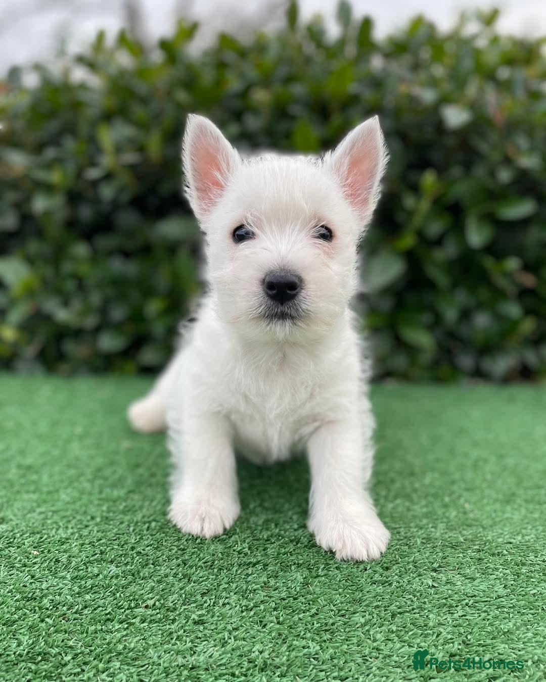 West Highland Terrier dogs for sale: Stunning West Highland puppies - Image 4