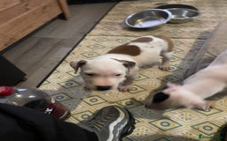 Staffordshire Bull Terrier dogs for sale: Staffies  - Image 5