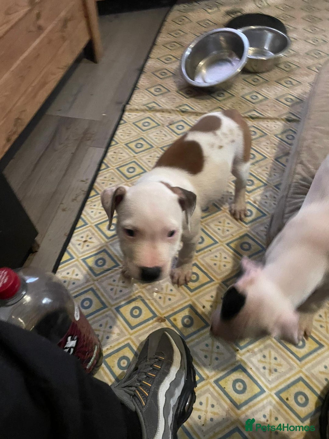 Staffordshire Bull Terrier dogs for sale: Staffies  - Image 5