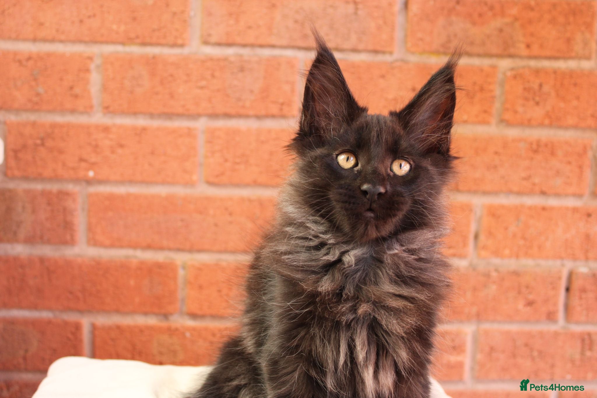 Maine Coon cats 🐾 WildPawzuk TICA Registered Maine Coon Kittens🐾 - Advert 1
