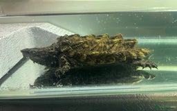 Turtle reptiles for sale: Male alligator snapping turtle - Image 3