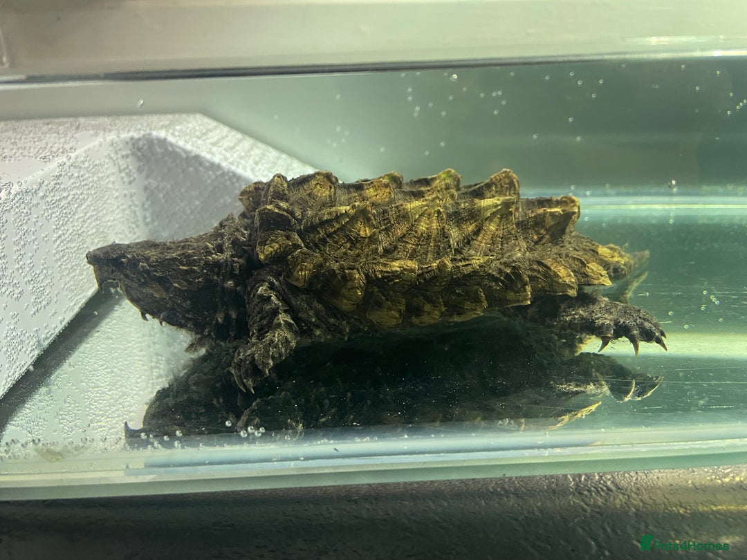Turtle reptiles for sale: Male alligator snapping turtle - Image 3