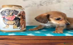 Miniature Dachshund dogs for sale: Absolutely beautiful litter of mini Dachshunds  - Image 3