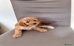 Cockapoo dogs for sale: Adorable Pappy Bread Cockapoo Puppies F2 - Image 38