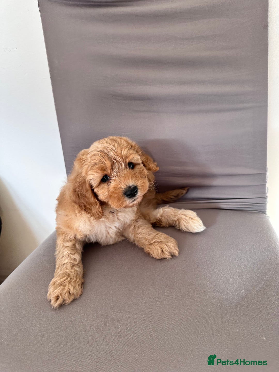 Cockapoo dogs for sale: Adorable Pappy Bread Cockapoo Puppies F2 - Image 38