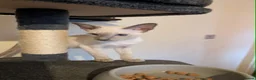 Siamese cats for sale: 1 male and 2 female siamese in Stockport - Advert 5