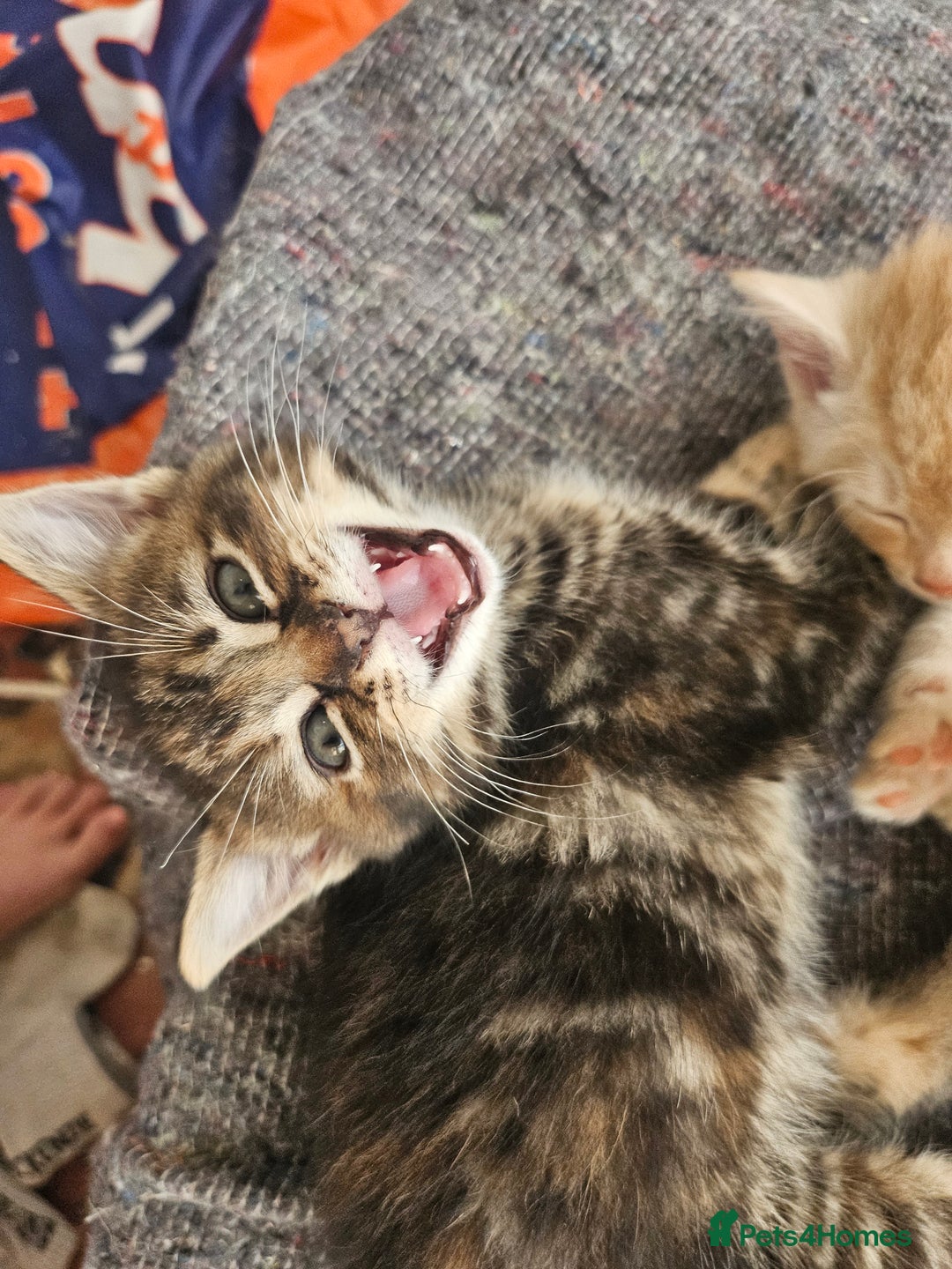 Mixed Breed cats for sale: Georous ginger female tabbies, grey tabby, torties - Advert 9