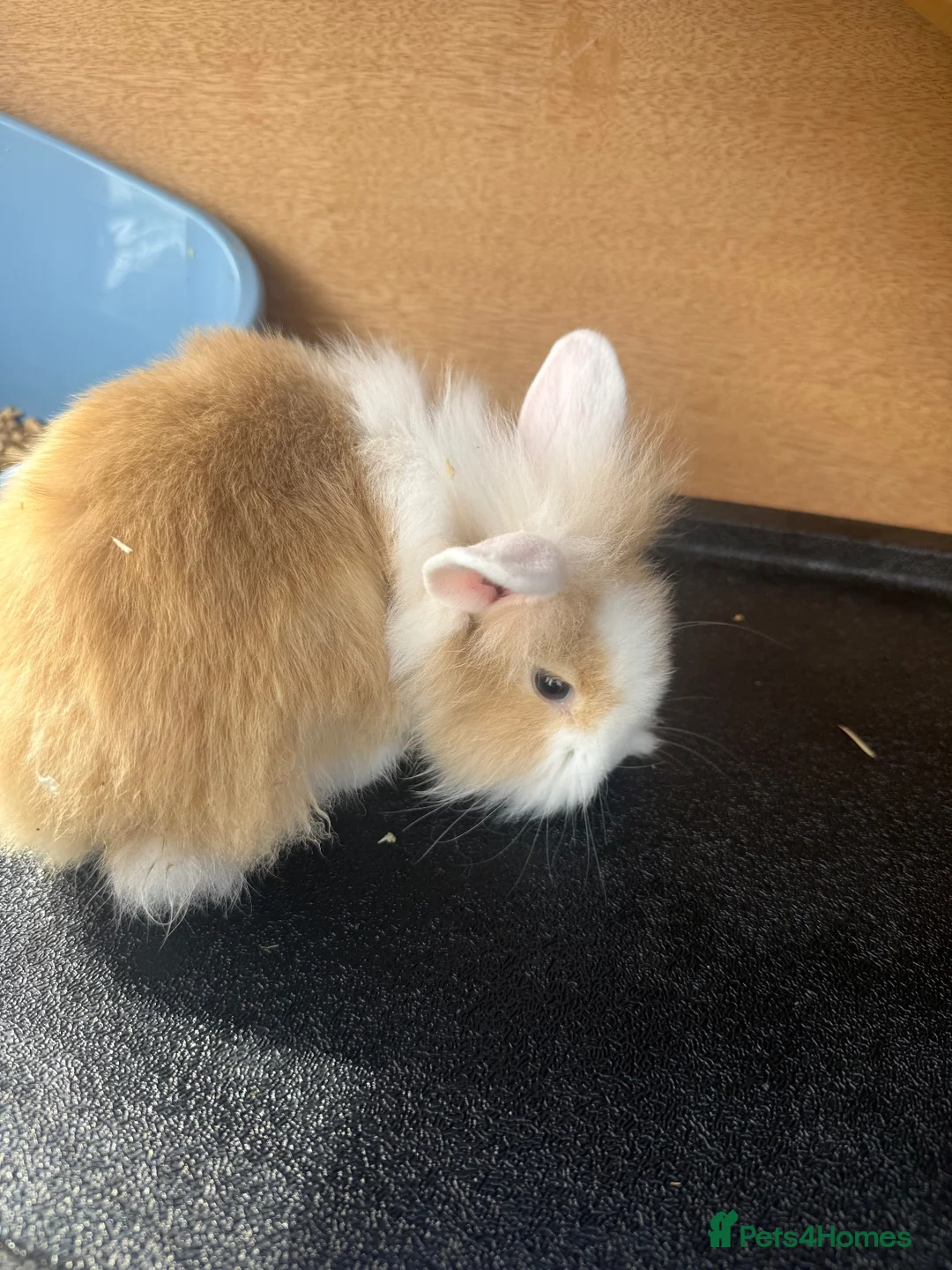 Mixed Breed rabbits for sale: Lion lop babies for sale  - Advert 2