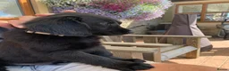 Flat coated Retriever dogs for sale: Flat coated pups ready 24/07 - Advert 22