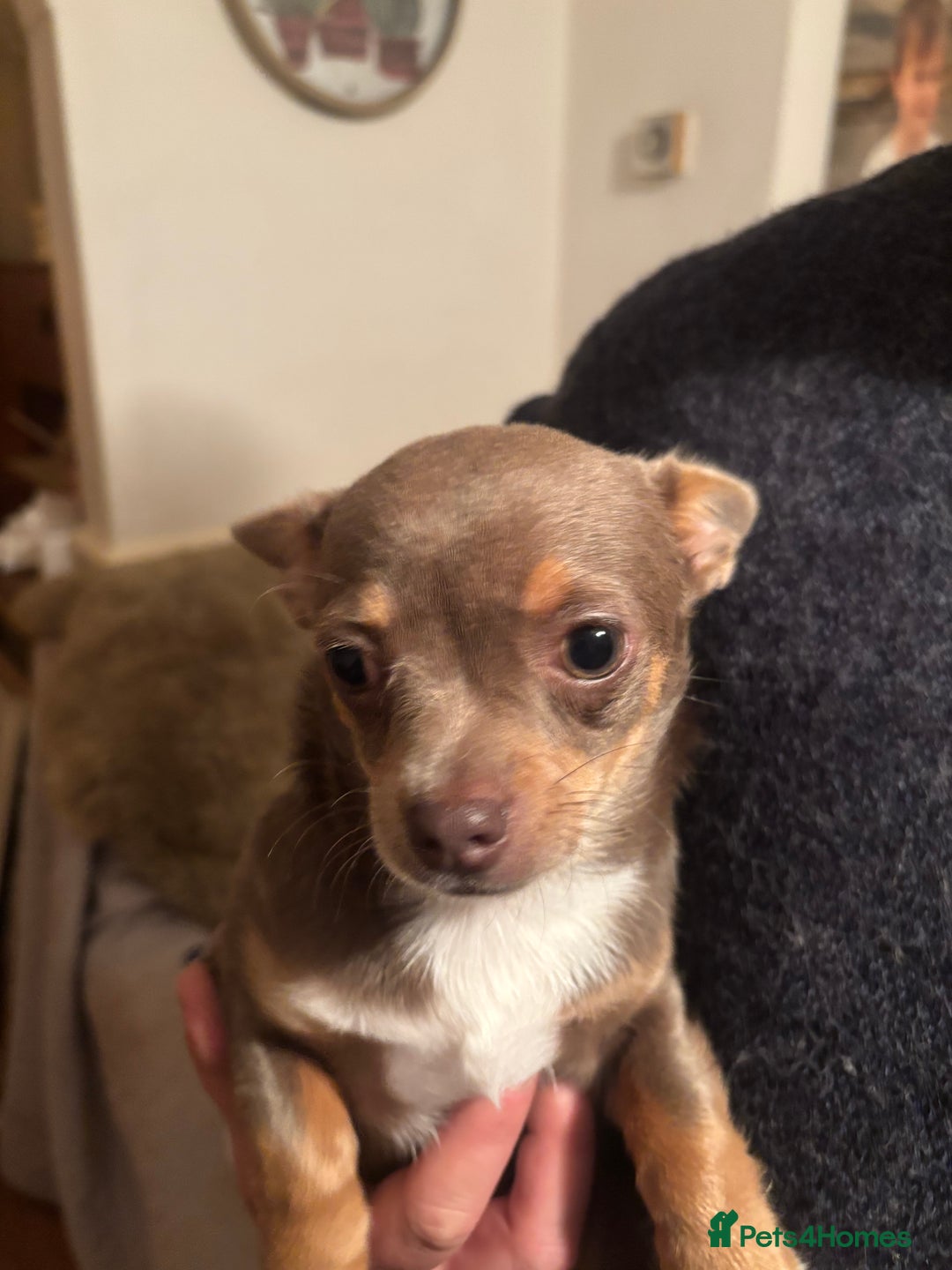 Chihuahua dogs for sale: Chihuahua boys - Advert 6