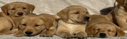Labrador Retriever dogs for sale: Beautiful litter of KC reg Labrador puppies  - Advert 25
