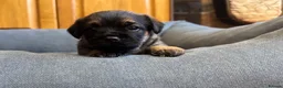 Border Terrier dogs for sale: Stunning litter of Kc Registered Border terriers - Advert 7
