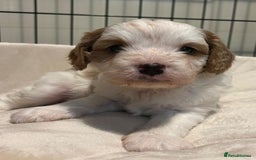 Cavapoo dogs for sale: 🐶🐩ADORABLE MINIATURE CAVAPOOS🐩🐶 - Image 16