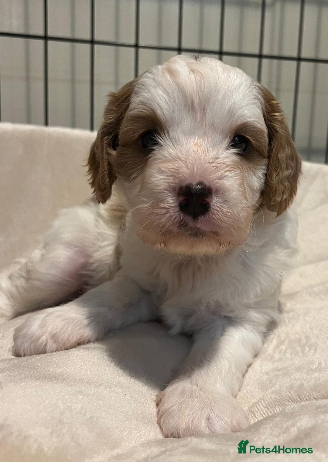 Cavapoo dogs for sale: 🐶🐩ADORABLE MINIATURE CAVAPOOS🐩🐶 - Image 16