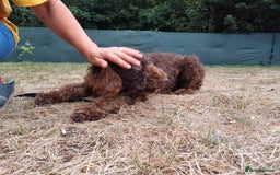 Lagotto Romagnolo dogs for adoption: DEXTER - a superb Lagotto boy for a Loving Home - Image 16