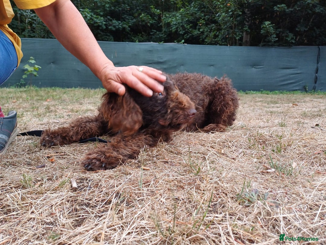 Lagotto Romagnolo dogs for adoption: DEXTER - a superb Lagotto boy for a Loving Home - Image 16