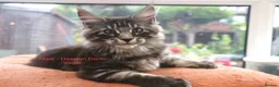 Maine Coon cats for sale: TICA registered, parents DNA tested negative - Advert 12