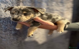 Jack Russell dogs for sale: Miniature Tri coloured Merle Jack Russell  - Image 3
