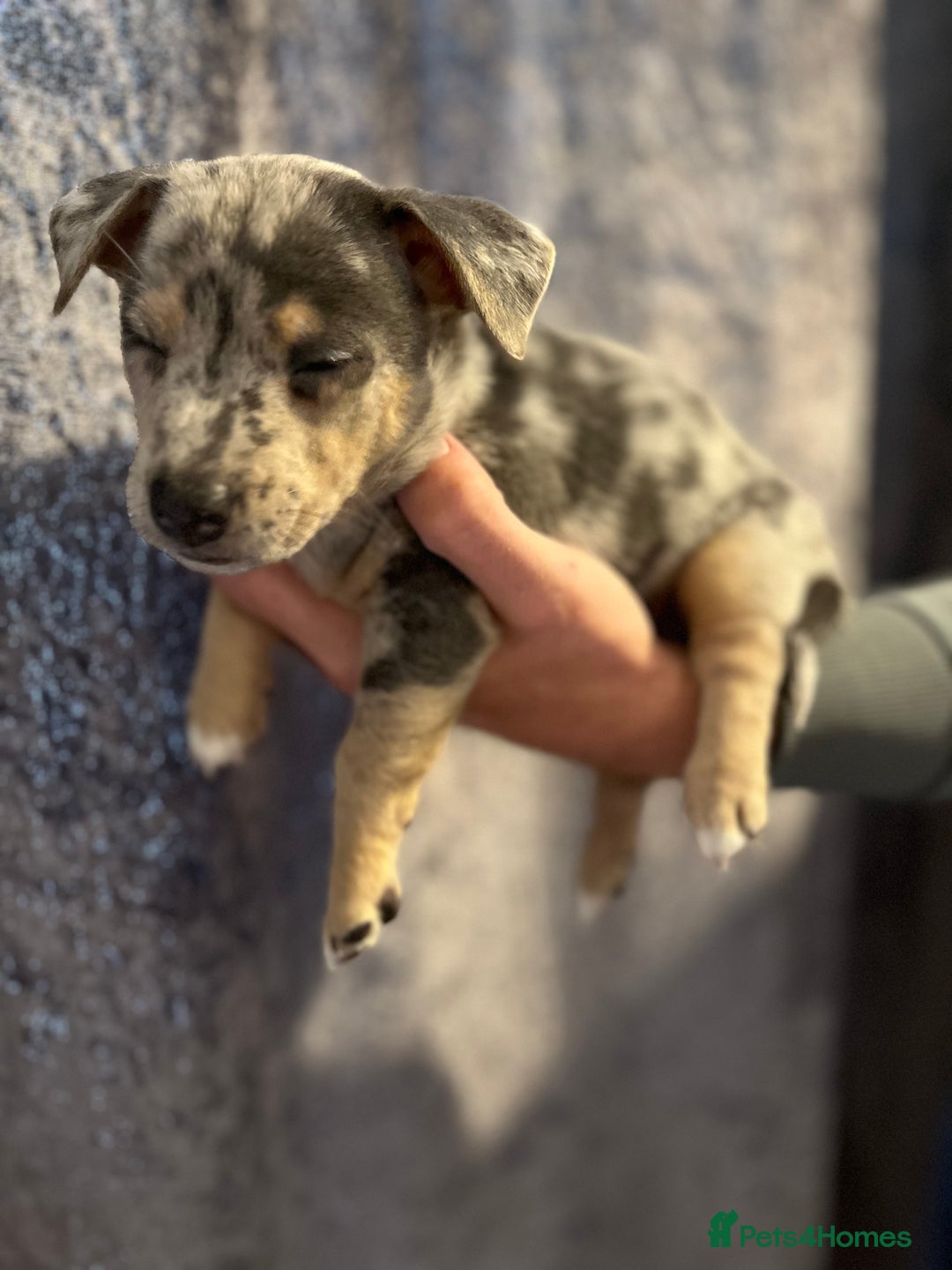 Jack Russell dogs for sale: Miniature Tri coloured Merle Jack Russell  - Image 3