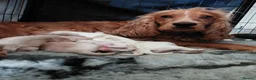 Cockapoo dogs for sale: READY NOW F1 Cockapoo boys  - Advert 31