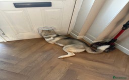 Siberian Husky dogs for sale: Siberian husky - Image 3