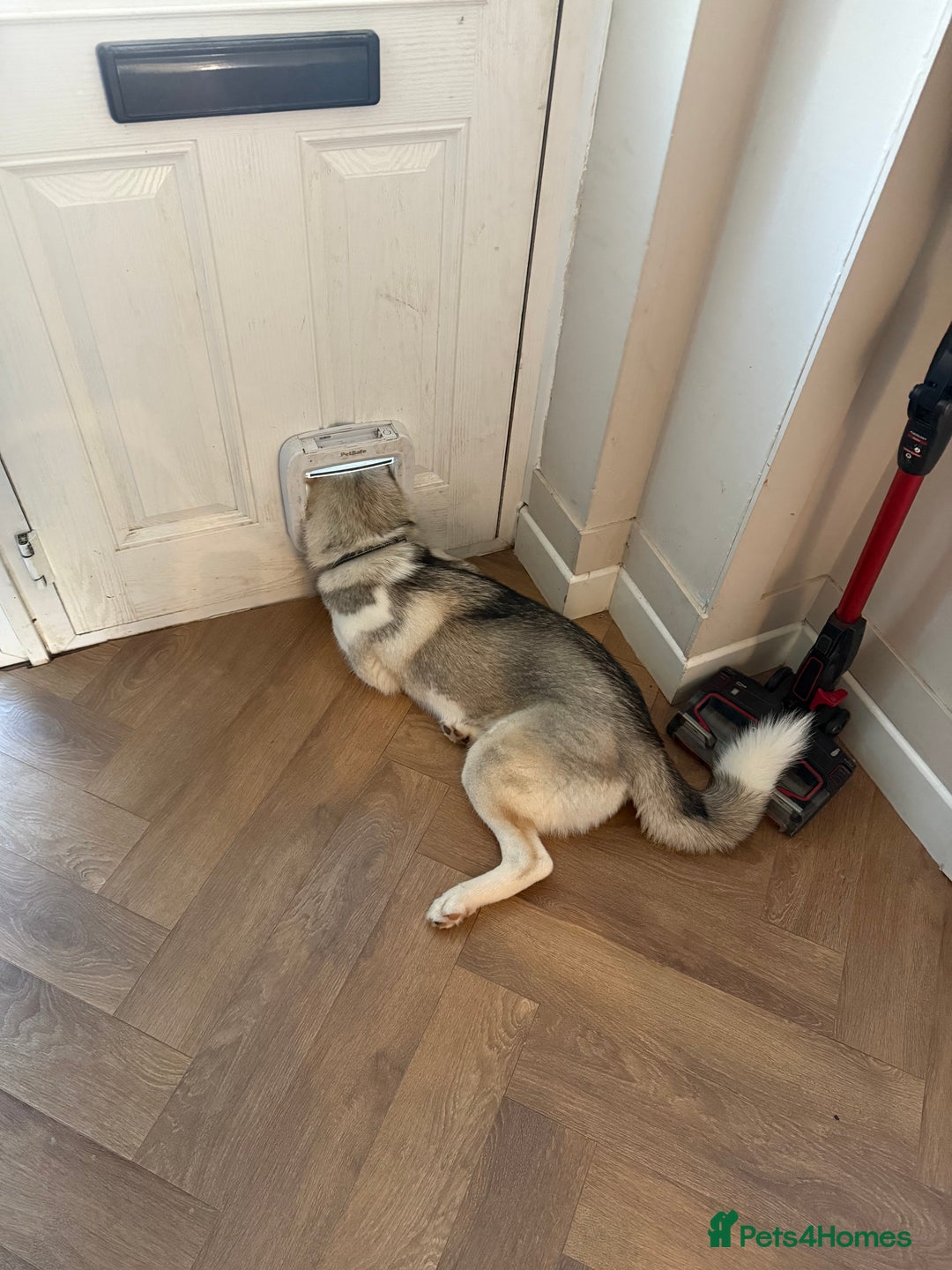 Siberian Husky dogs for sale: Siberian husky - Image 3