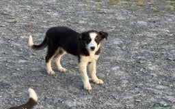 Border Collie dogs for sale: Border Collie female - Image 2