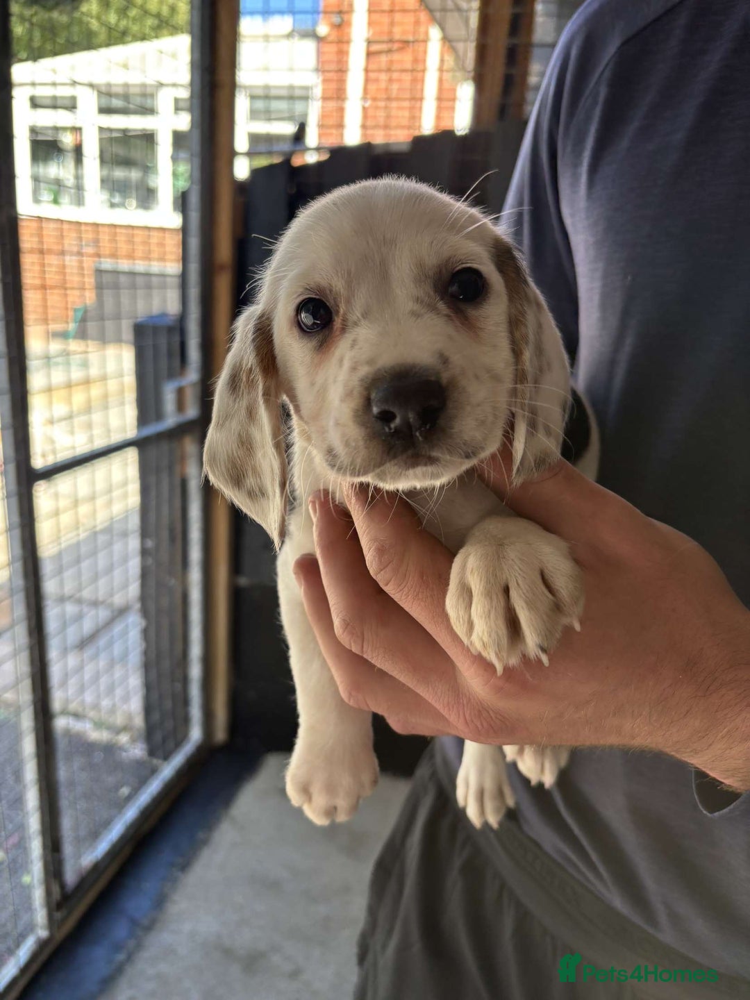 Beagle dogs for sale: 7 wonderful cocker spaniel x beagle❤️🏡 - Image 2