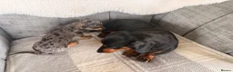 Chiweenie dogs for sale: Gorgeous Chiweenie puppies for sale - Advert 13