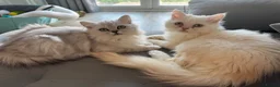 Persian cats for sale: I have two kittens  - Advert 3