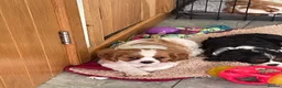 Cavalier King Charles Spaniel dogs for sale: K C Reg Cavalier King Charles  - Advert 1
