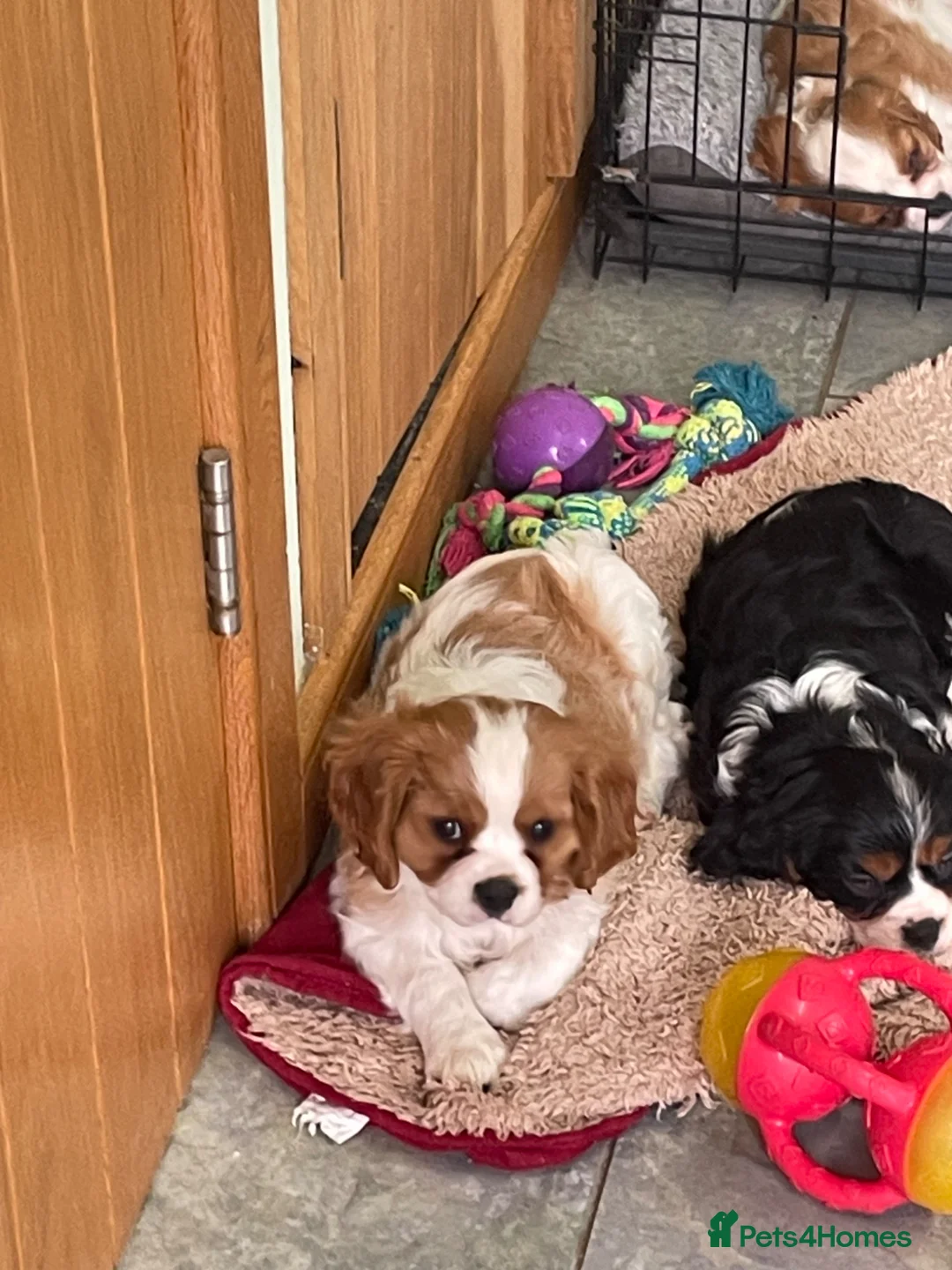 Cavalier King Charles Spaniel dogs for sale: K C Reg Cavalier King Charles  - Advert 1