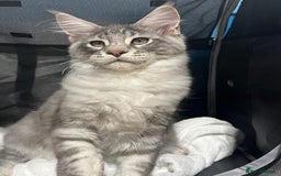 Maine Coon cats for sale: TICA boy blue silver huge Maine coon male  - Advert 3
