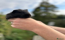 Guinea Pig rodents for sale: Stunning baby guinea pigs  - Image 14
